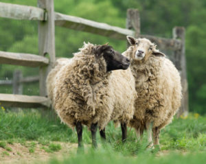 Sheep Shearing Day, San Ramon, Ca.